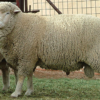 wholesale Merino Sheep Supplier