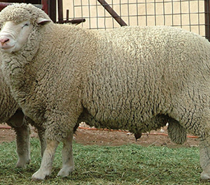 wholesale Merino Sheep Supplier