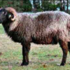 wholesale Karakul sheep supplier