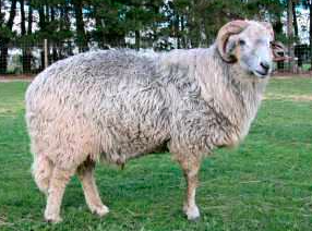 wholesale Karakul sheep supplier