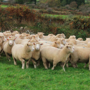 wholesale Dorset Horn sheep