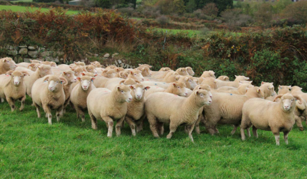 wholesale Dorset Horn sheep