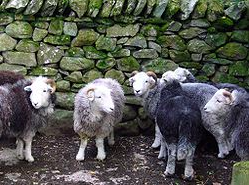 wholesale Royal White sheep