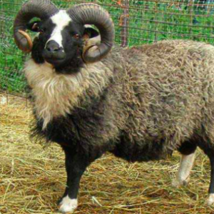 wholesale Lonk sheep