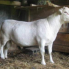 wholesale Easycare sheep