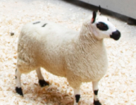 wholesale kerry hill sheep