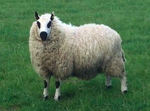 wholesale kerry hill sheep