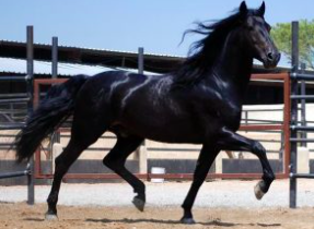 Wholesale Tennessee Walker Horse