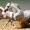 Wholesale Arabian Horse Supplier