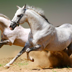 Wholesale Arabian Horse Supplier