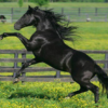 Wholesale Morgan Horse Supplier