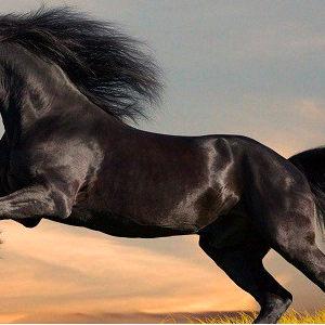 Wholesale Friesian Horse Supplier