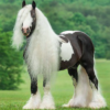 Wholesale Gypsy Horse Supplier