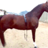 Wholesale Hackney Horse Supplier