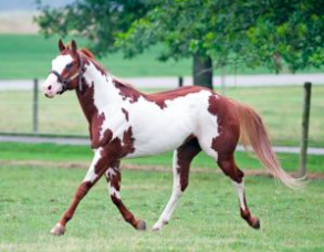 Wholesale American Paint Horse