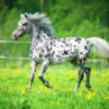 Wholesale Appaloosa Horse Supplier