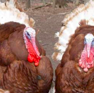 Wholesale Turkey Breeds Supplier