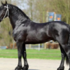 wholesale Warmblood Horse supplier