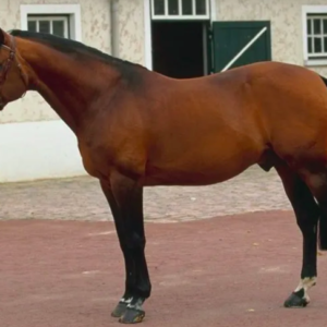 wholesale French Trotter Horse