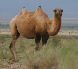 Wholesale Wild Bactrian Camel