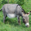 Wholesale Miniature Donkey Supplier