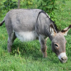 Wholesale Miniature Donkey Supplier