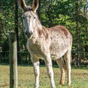 Wholesale Spotted Donkey Supplier