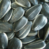 Wholesale Sunflower Seeds Supplier