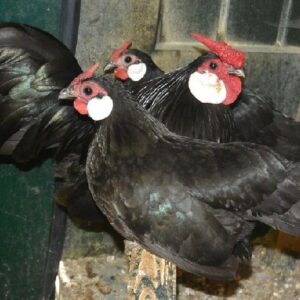 wholesale Rosecomb  chicken supplier