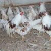 wholesale Yokohama Chicken supplier