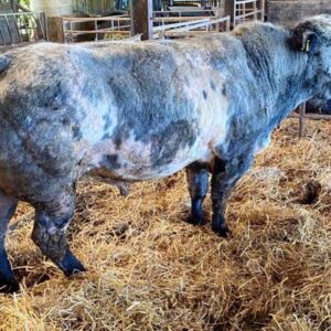 wholesale Belgian Blue Cattle