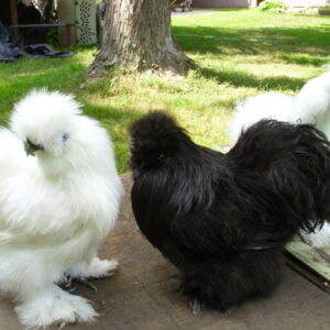 wholesale Silkie chicken supplier